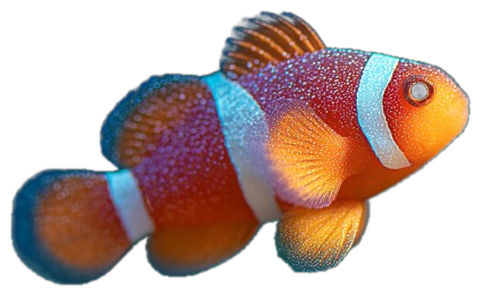 Nemo, the calm clownfish companion